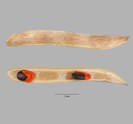   Fruit, seeds:   Acacia salicina, d ehisced fruit, with arillate seeds attached to interior (bottom). Exterior surface of fruit shownnbsp;(top); Photo by M. Maher, USDA APHIS PPQ ITP, imageID.idtools.org
